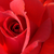 Rdeča - Vrtnica plezalka - Sparkling Scarlet